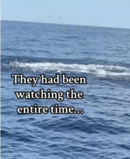 T1606010 Dolphins knew something was up❤️ (Part 2)