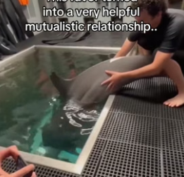T1606001 Dolphin saves our company thousands (Part 2)