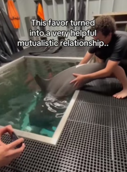 T1606001 Dolphin saves our company thousands (Part 2)