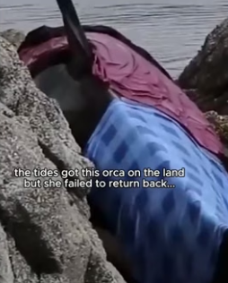 T1606006 This orca needed help! (Part 2)