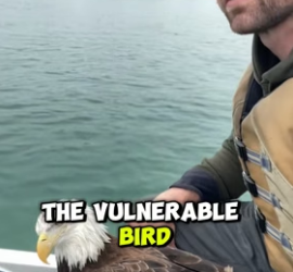 Man Risks His Life to Save an Injured Eagle (Part 2)