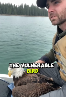 Man Risks His Life to Save an Injured Eagle (Part 2)
