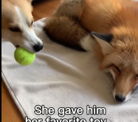 G1606001 She Loves Her Fox Friend ❤️ (Part 2)