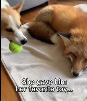 G1606001 She Loves Her Fox Friend ❤️ (Part 2)