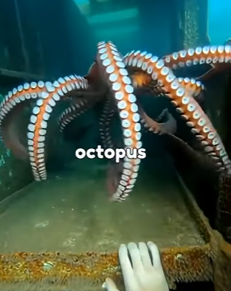 V1606008 🐙⚡ “¡Salvado por el océano! La anguila, el pulpo y el tiburón que le salvaron la vida” 🌊🔥 (Part 2)