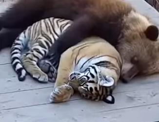 V1606001 🐯🐻🦁 Tres Cachorros Abandonados… ¡Se Convirtieron en Hermanos para Siempre! ❤️😭 (Part 2)