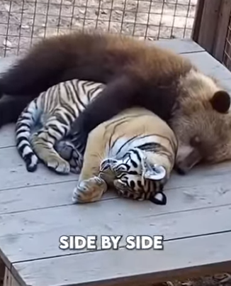 V1606001 🐯🐻🦁 Tres Cachorros Abandonados… ¡Se Convirtieron en Hermanos para Siempre! ❤️😭 (Part 2)