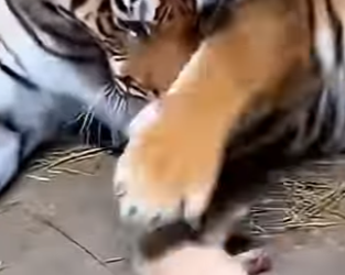 V1606003 🐯 El tigre rechazado que una perra salvó y cambió (Part 2)