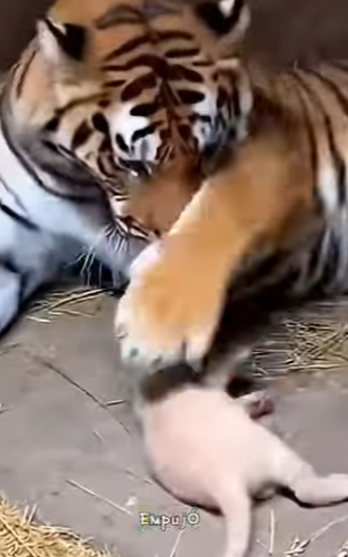 V1606003 🐯 El tigre rechazado que una perra salvó y cambió (Part 2)
