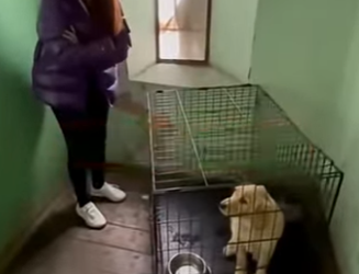 V1606006 Esta mujer pintó a su perro para una fiesta de revelación de género (Part 2)