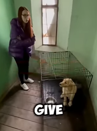 V1606006 Esta mujer pintó a su perro para una fiesta de revelación de género (Part 2)