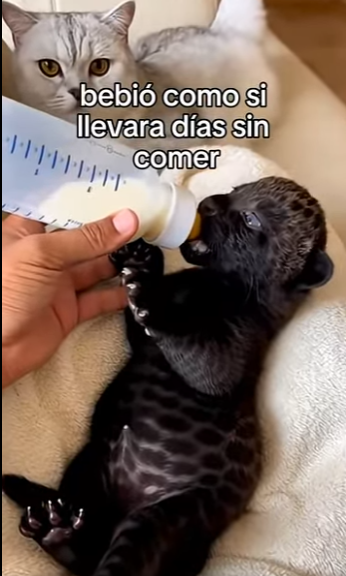 V1606007 💔Su propia madre no la quería 💔 (Part 2)