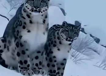 V1606009 The leopard seeking help (Part 2)