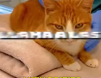 V1606005 mantenía a su gato en un yeso 😥😿 (Part 2)