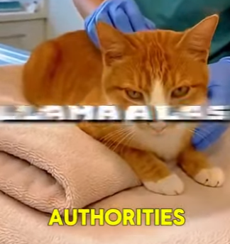 V1606005 mantenía a su gato en un yeso 😥😿 (Part 2)