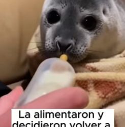 V1606010 A veces, el amor más puro viene en formas inesperadas (Part 2)