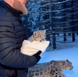 C1606005 When a snow leopard came to me for help with its child on its back,something like this happened (Part 2)