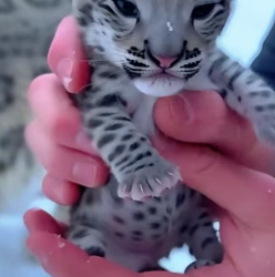 C1606002 When I helped the snow leopard take care of its cubs,and then (Part 2)