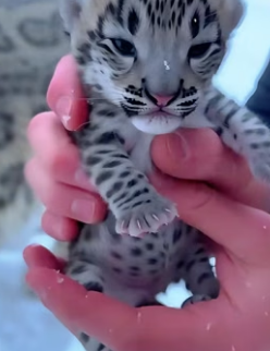 C1606002 When I helped the snow leopard take care of its cubs,and then (Part 2)