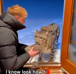 C1606004 After I helped the snow leopard take care of its child,something like this happened (Part 2)