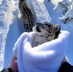 C1606003 When I saved a snow leopard cub that was almost frozen ,then this happened. (Part 2)