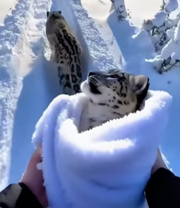 C1606003 When I saved a snow leopard cub that was almost frozen ,then this happened. (Part 2)