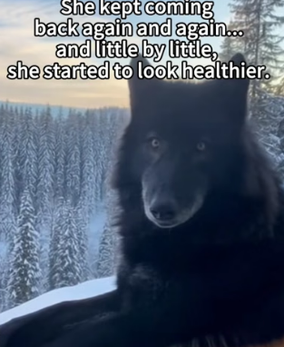 P1706010 Subscribe and l’ll bring you more stories about my animal rescues (Part 2)