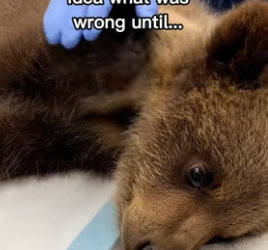 F1706008 Bear mom asks for help for her cub (Part 2)
