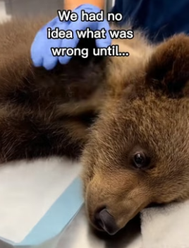 F1706008 Bear mom asks for help for her cub (Part 2)