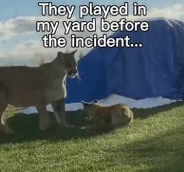 F1706006 They Live In My Backyard Rent Free ❤️ (Part 2)