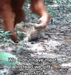 F1706003 Orangutan had adopted a leopard cub in the wild (Part 2)