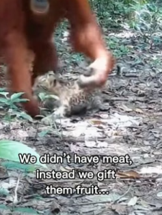 F1706003 Orangutan had adopted a leopard cub in the wild (Part 2)