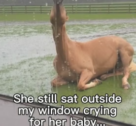 F1706005 Horse Grieves Over The Loss of Her Baby (Part 2)