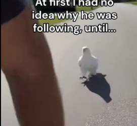 F1706012 I Saved and Befriended an Albino Eagle (Part 2)