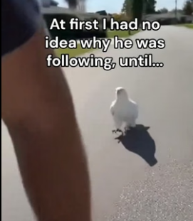 F1706012 I Saved and Befriended an Albino Eagle (Part 2)