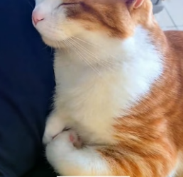H1706012 I saw a stray cat being bullied by several dogs, so I stepped forward to rescue it, and then (Part 2)