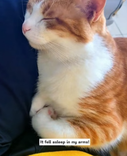 H1706012 I saw a stray cat being bullied by several dogs, so I stepped forward to rescue it, and then (Part 2)