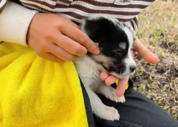 H1706004 Rescue a puppy (Part 2)