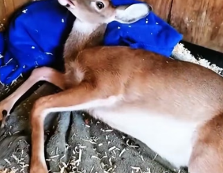 H1706003 The man saved a deer (Part 2)