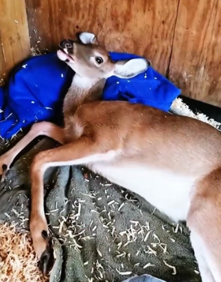 H1706003 The man saved a deer (Part 2)