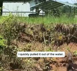 H1706001 Rescue a baby deer (Part 2)