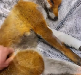 H1706009 Rescue a fox had broken legs (Part 2)