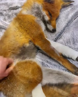 H1706009 Rescue a fox had broken legs (Part 2)