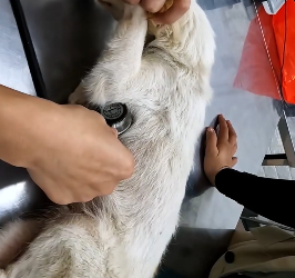 H1706005 Rescue a dog (Part 2)