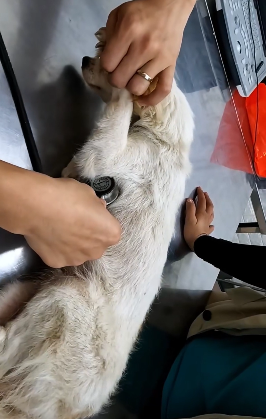 H1706005 Rescue a dog (Part 2)