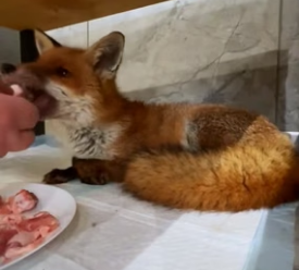 H1706002 Rescue a fox (Part 2)