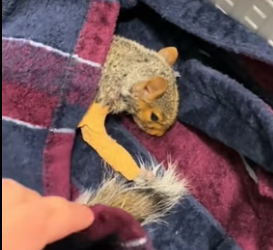 H1706006 We rescued a squirrel and then (Part 2)