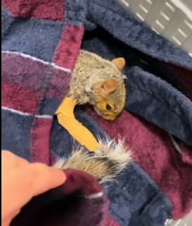 H1706006 We rescued a squirrel and then (Part 2)