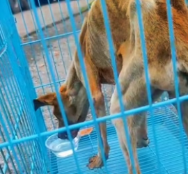 H1706008 The dog was so thin he was practically just skin and bones, I rescued him and then…❤️ (Part 2)