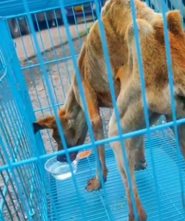 H1706008 The dog was so thin he was practically just skin and bones, I rescued him and then…❤️ (Part 2)